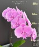 Phal. Miki Ribbon '113' 2.5''