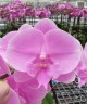 Phal. Miki Ribbon '113' 2.5''