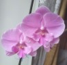 Phal. Miki Ribbon '113' 2.5''