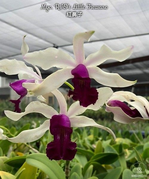 Myc. RIO's Little Treasure (= C. violacea × Mcp. albopurpurea) 2.5''