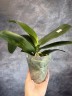 Phal. I-Hsin Spot Leopard (peloric) 3.0''