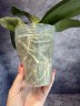 Phal. I-Hsin Spot Leopard (peloric) 3.0''
