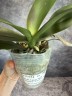 Phal. I-Hsin Spot Leopard (peloric) 3.0''