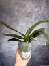 Phal. I-Hsin Spot Leopard (peloric) 3.0''