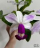 C. violacea var. semi-alba flamea × sib 2.5"