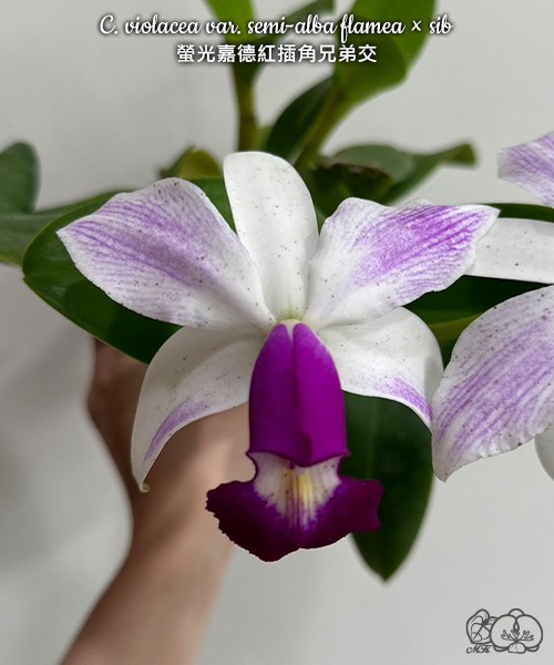 C. violacea var. semi-alba flamea × sib 2.5"