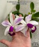 C. violacea var. semi-alba flamea × sib 2.5"