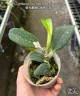 C. violacea var. semi-alba flamea × sib 2.5"