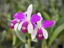 C. violacea var. semi-alba flamea × sib 2.5"