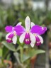 C. violacea var. semi-alba flamea × sib 2.5"