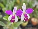 C. violacea var. semi-alba flamea × sib 2.5"