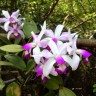 C. violacea var. semi-alba flamea × sib 2.5"