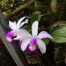 C. violacea var. semi-alba flamea × sib 2.5"