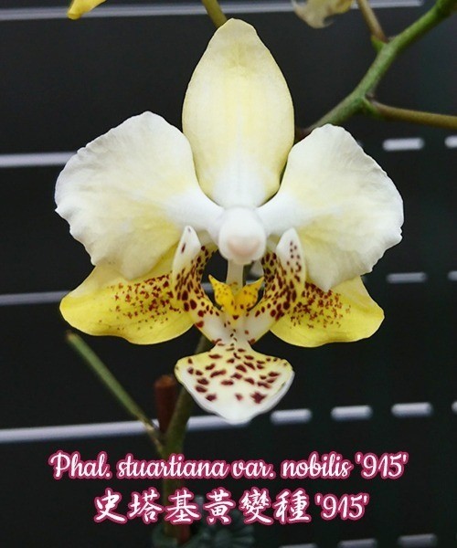 Phal. stuartiana var. nobilis '915' 2.5''