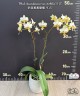 Phal. stuartiana var. nobilis '915' 2.5''