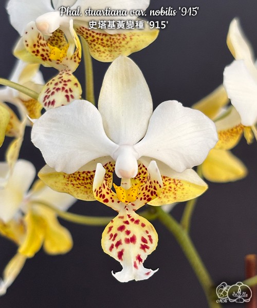 Phal. stuartiana var. nobilis '915' 2.5''