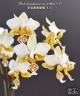Phal. stuartiana var. nobilis '915' 2.5''