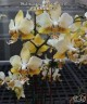 Phal. stuartiana var. nobilis '915' 2.5''