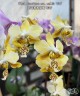 Phal. stuartiana var. nobilis '915' 2.5''