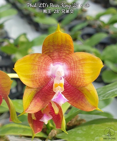 Phal. LD's Bear King '28' × sib 2.5''