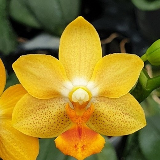  Phal. Yaphon Cupid 2.5''