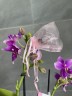 Love Potion / Cherry Blossom - АРОМА; Садовник Opti-flor (2 цветоноса; Ø 12 см)