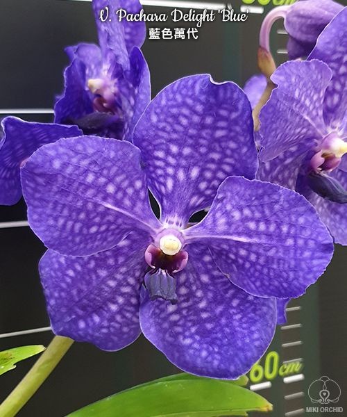 V. Pachara Delight 'Blue' 2.5''