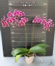 Phal. I-Hsin Black Soot 'Splash' 2.5''