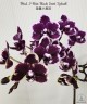 Phal. I-Hsin Black Soot 'Splash' 2.5''