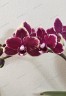 Phal. I-Hsin Black Soot 'Splash' 2.5''