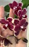 Phal. I-Hsin Black Soot 'Splash' 2.5''