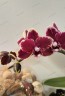 Phal. I-Hsin Black Soot 'Splash' 2.5''