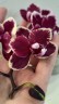 Phal. I-Hsin Black Soot 'Splash' 2.5''