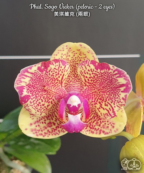 Phal. Sogo Vieker (peloric - 2 eyes) 2.5''