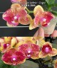 Phal. Sogo Vieker (peloric - 2 eyes) 2.5''