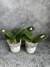 Phal. Sogo Vieker (peloric - 2 eyes) 2.5''