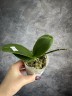 Phal. Sogo Vieker (peloric - 2 eyes) 2.5''