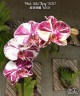 Phal. Miki Tipsy '3650' 2.5"