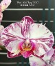 Phal. Miki Tipsy '3650' 2.5"