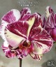 Phal. Miki Tipsy '3650' 2.5"