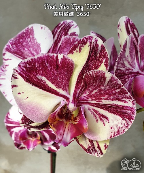 Phal. Miki Tipsy '3650' 2.5"