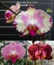 Phal. Miki Tipsy '3650' 2.5"