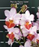 Phal. Liu's Triprince 'Splash' SM/TOGA 2.5'' УЦЕНКА (нет нижн. лист.)