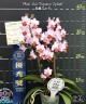 Phal. Liu's Triprince 'Splash' SM/TOGA 2.5'' УЦЕНКА (нет нижн. лист.)