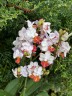 Phal. Liu's Triprince 'Splash' SM/TOGA 2.5'' УЦЕНКА (нет нижн. лист.)