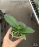 Phal. Liu's Triprince 'Splash' SM/TOGA 2.5'' УЦЕНКА (нет нижн. лист.)