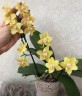 Phal. Younghome Golden Pixie (peloric) 2.5'