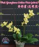 Phal. Younghome Golden Pixie (peloric) 2.5'
