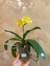 Phal. Younghome Golden Pixie (peloric) 2.5"