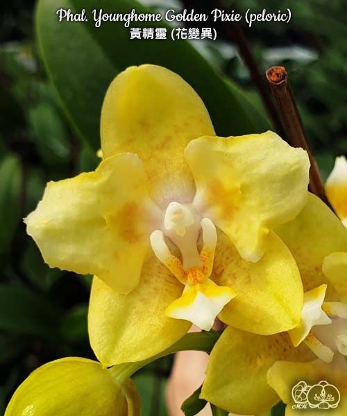 Phal. Younghome Golden Pixie (peloric) 2.5"